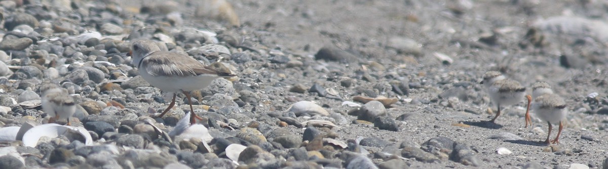 Piping Plover - ML620607009