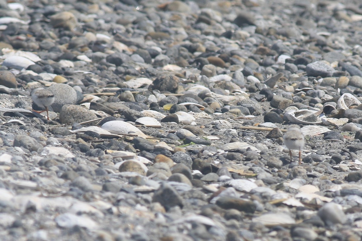 Piping Plover - ML620607010