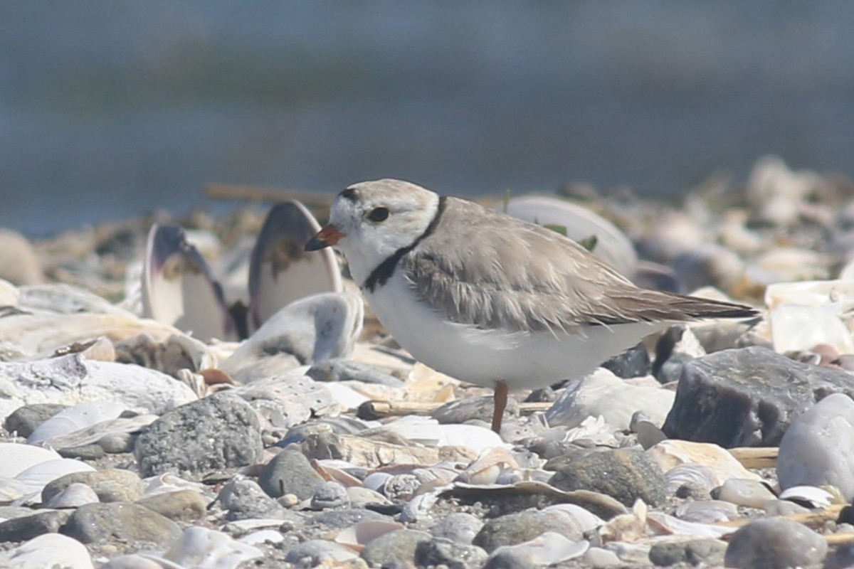 Piping Plover - ML620607012