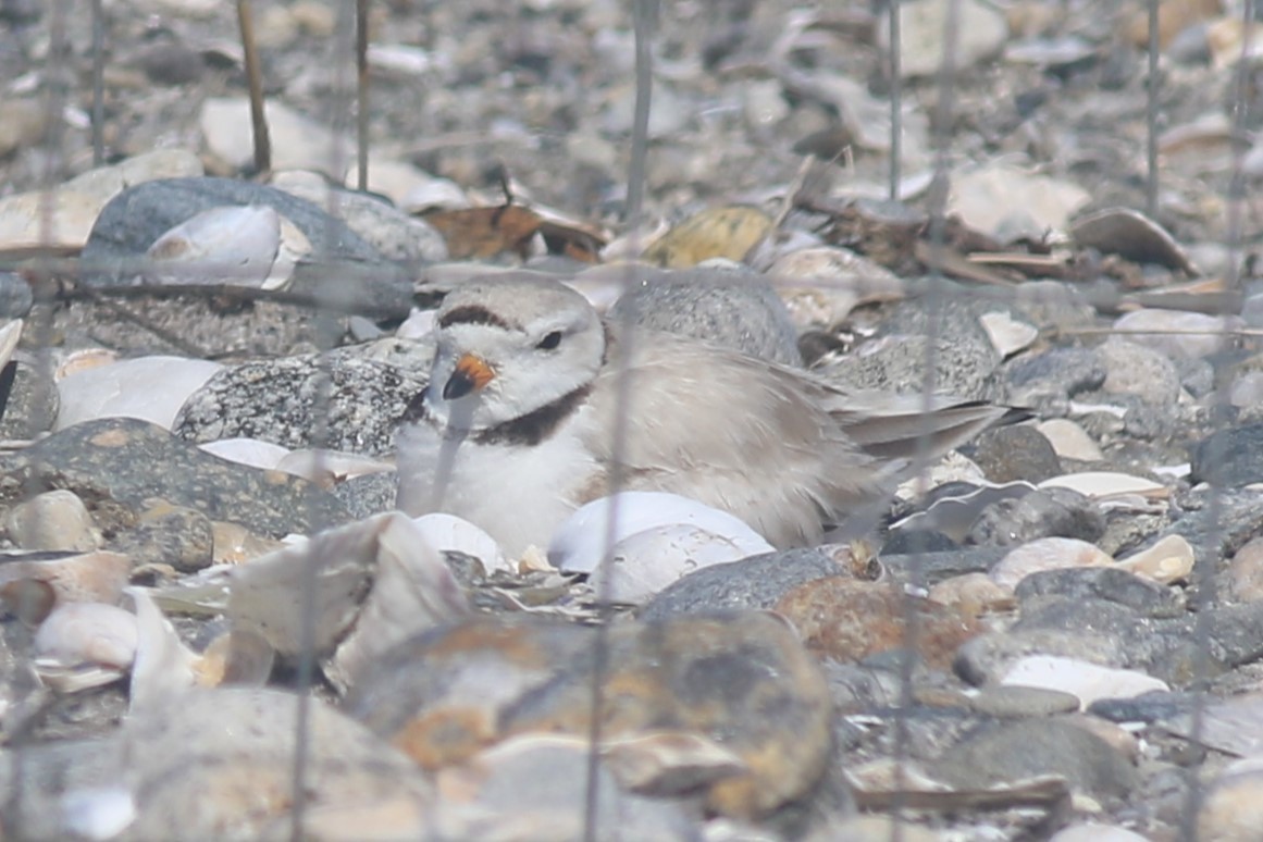 Piping Plover - ML620607013