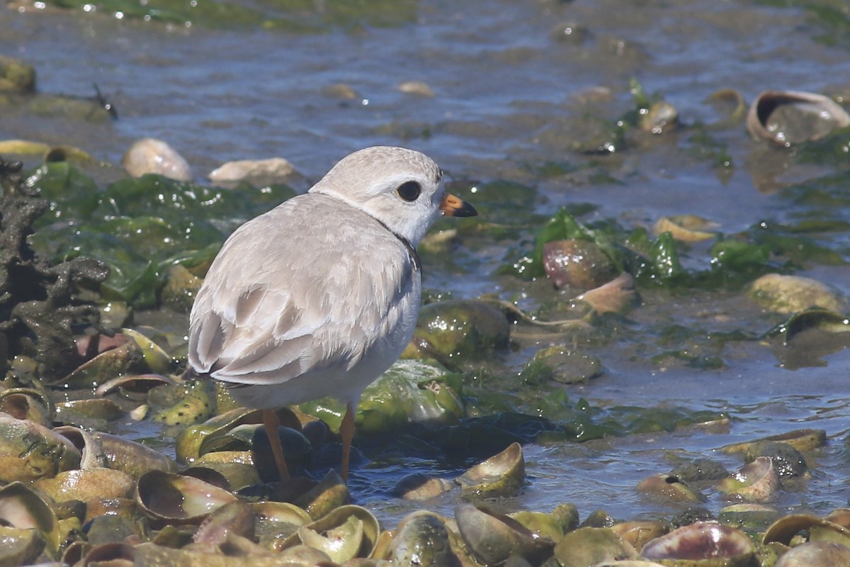 Piping Plover - ML620607014