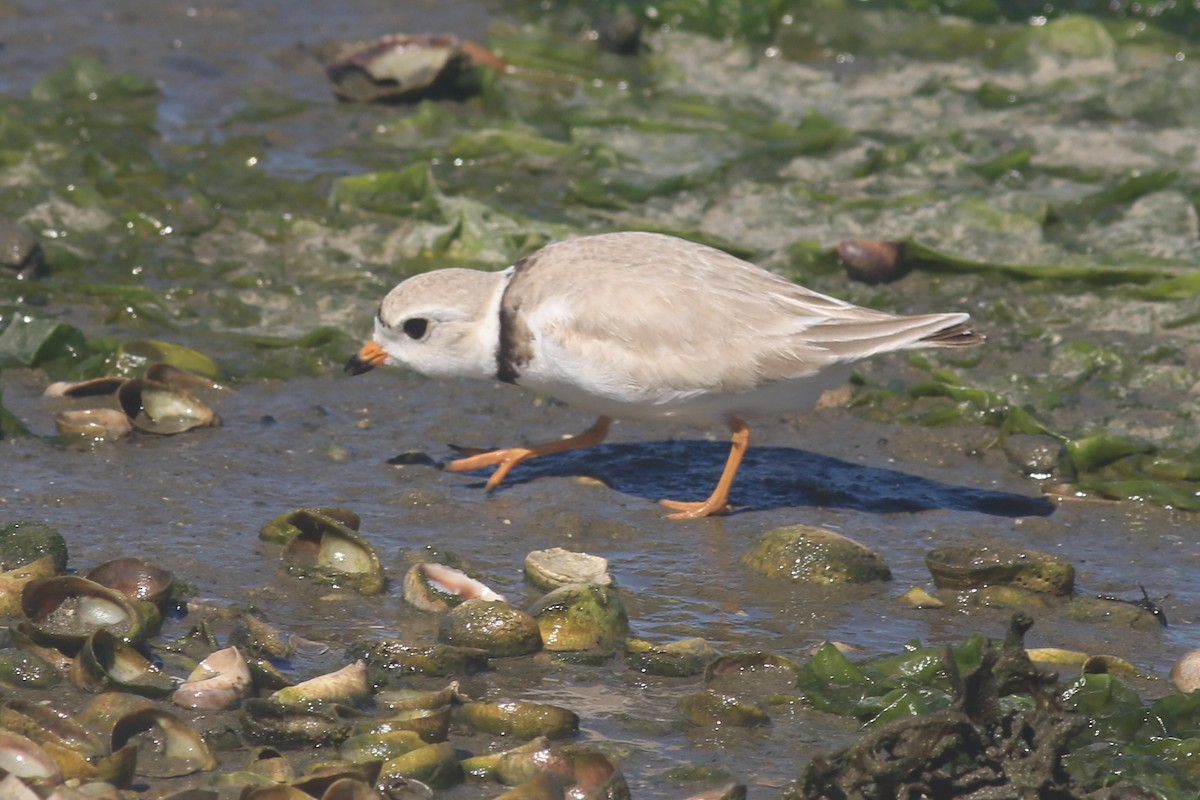 Piping Plover - ML620607015