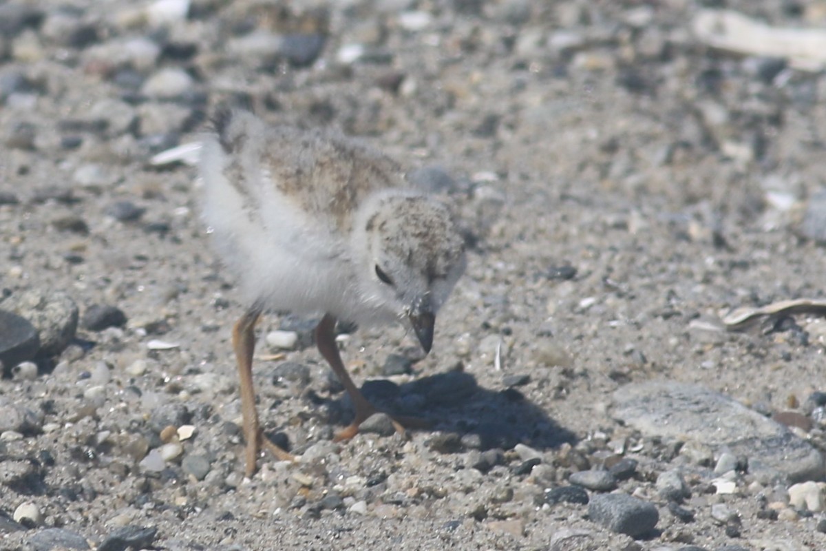 Piping Plover - ML620607016