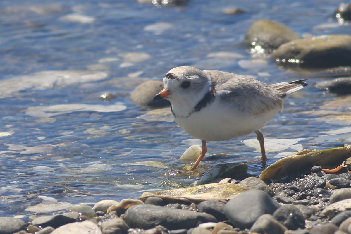 Piping Plover - ML620607017