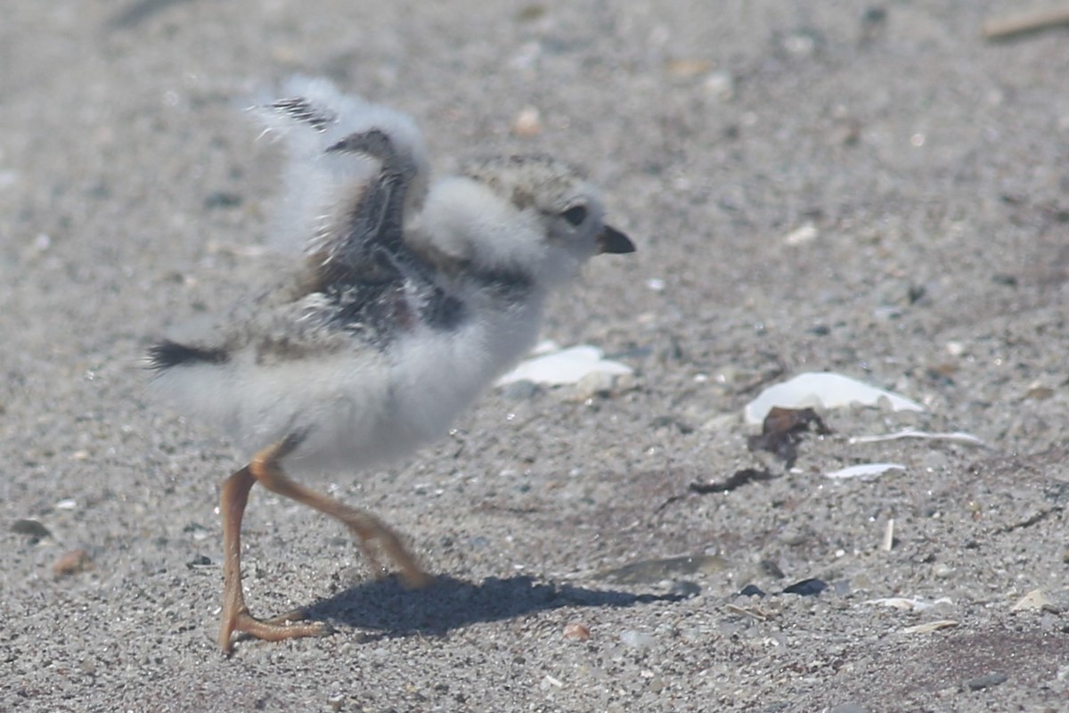 Piping Plover - ML620607018