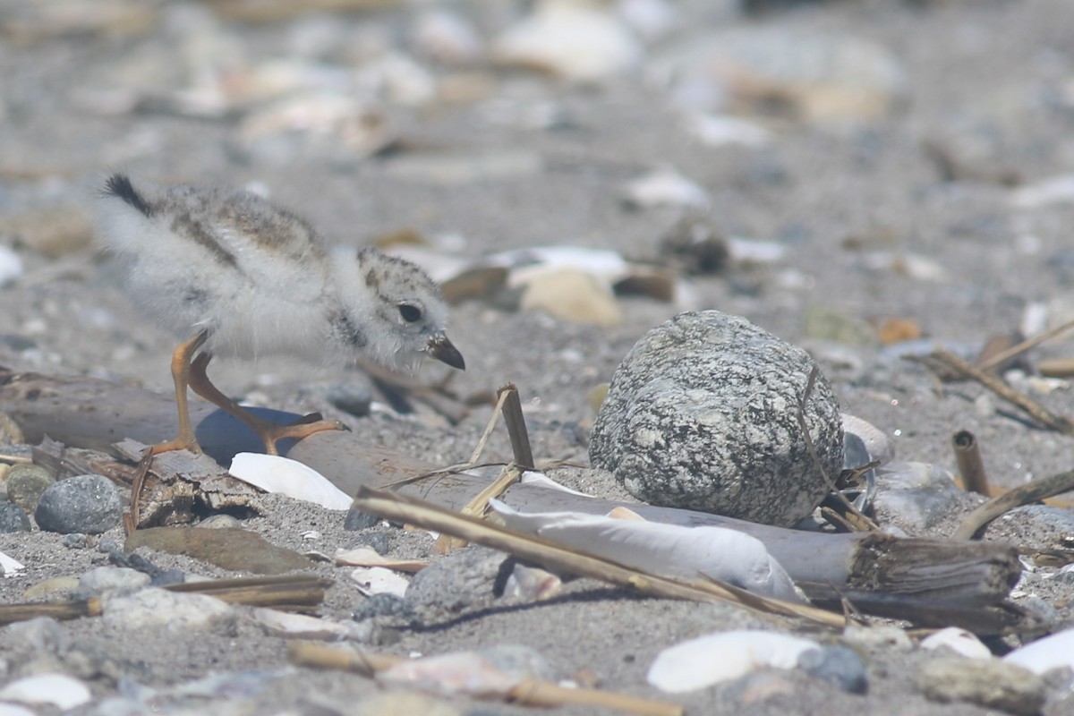 Piping Plover - ML620607019