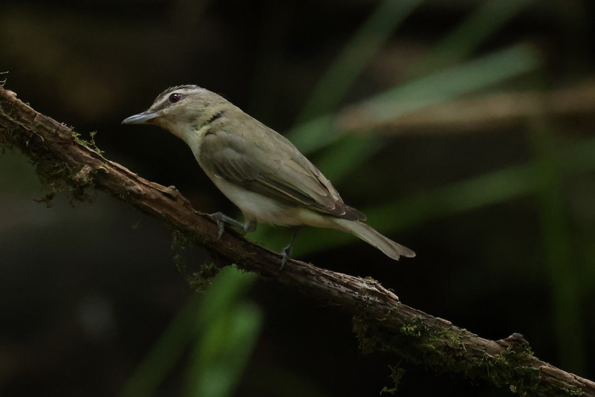 Red-eyed Vireo - Duane Yarbrough