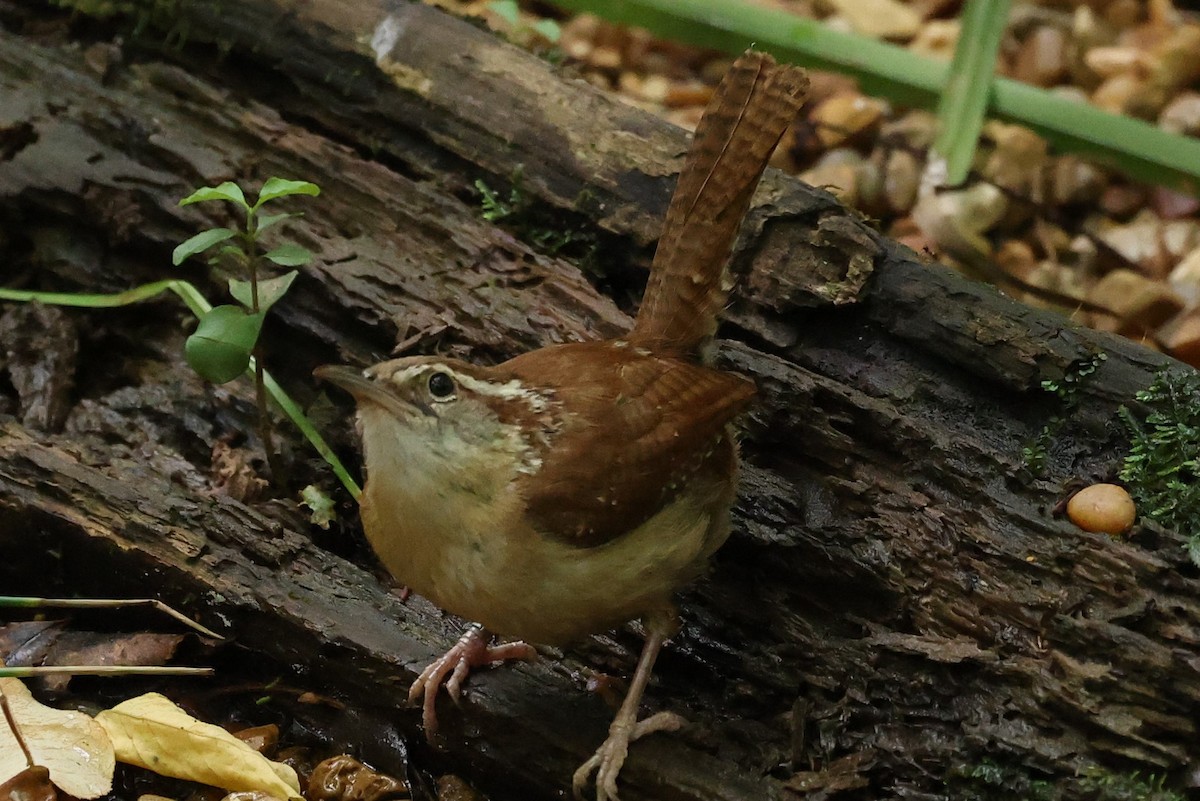 Carolina Wren - ML620607034