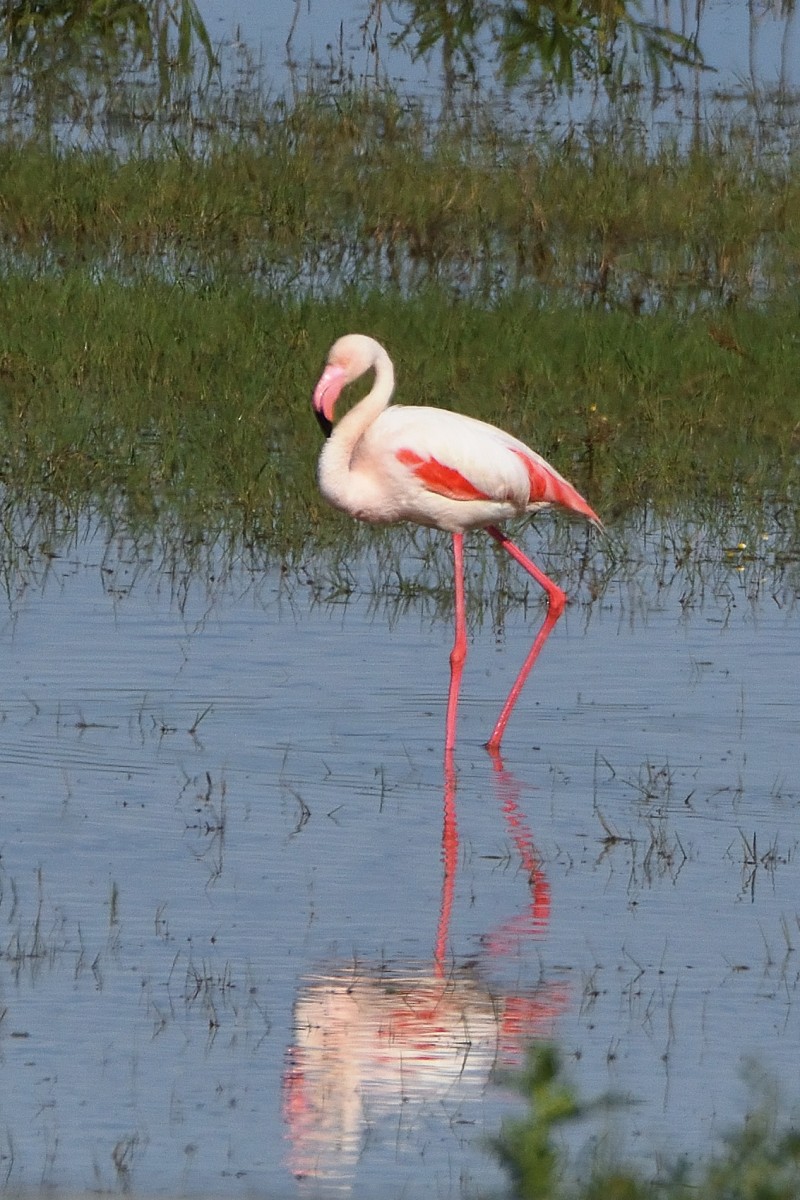 Greater Flamingo - ML620607035