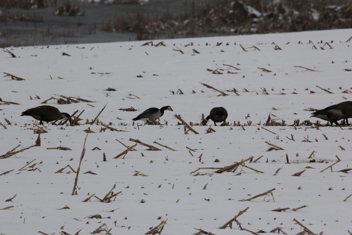 Barnacle Goose - ML620607038