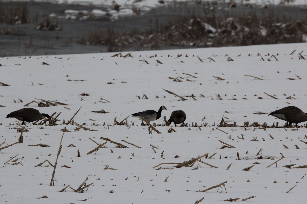 Barnacle Goose - ML620607039