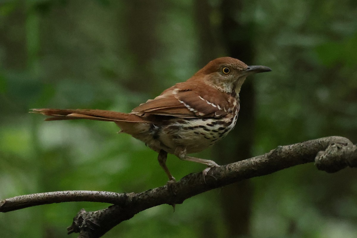 Brown Thrasher - ML620607041