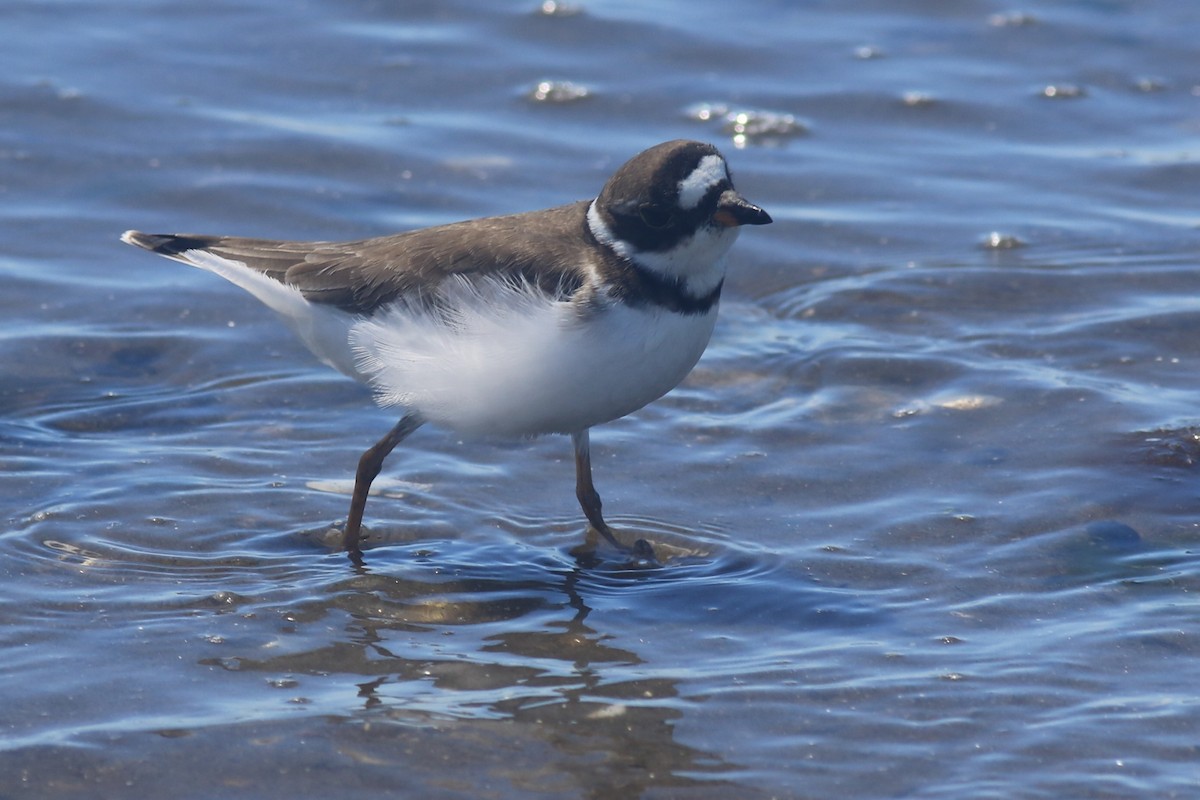 Semipalmated Plover - ML620607043