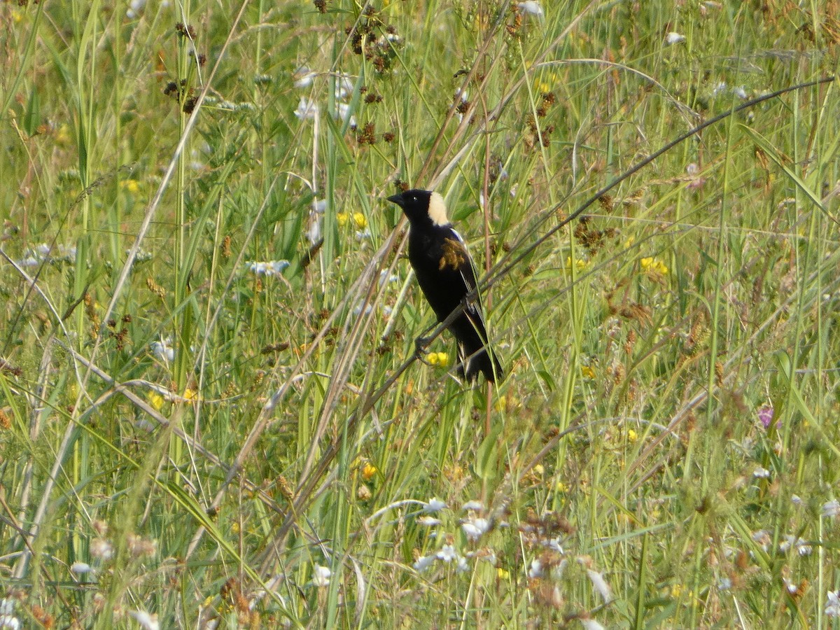 Bobolink - ML620607044