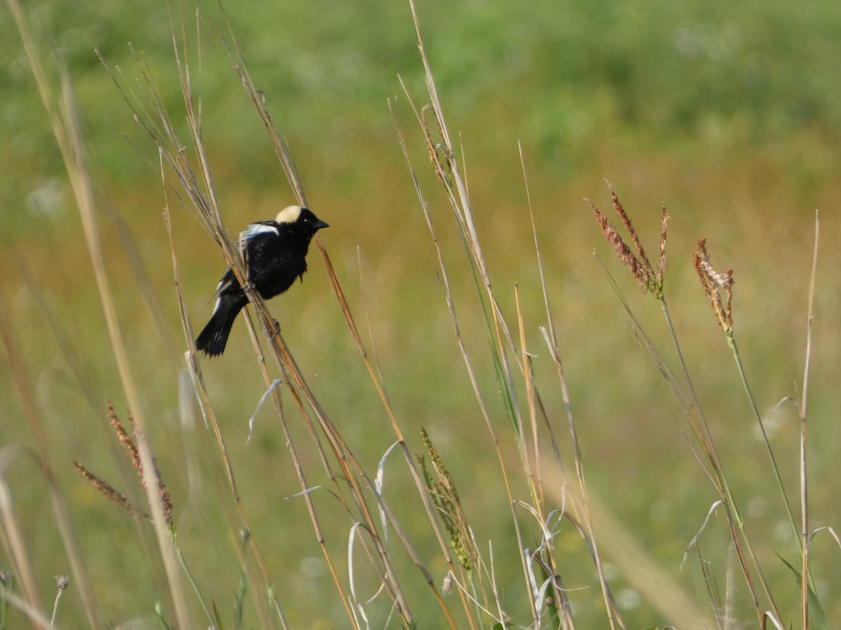 Bobolink - ML620607045