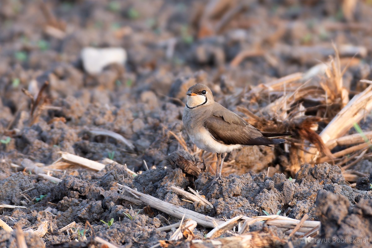 Oriental Pratincole - ML620607047