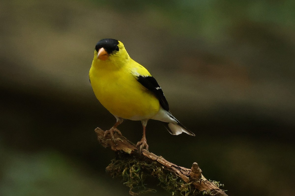 Chardonneret jaune - ML620607048