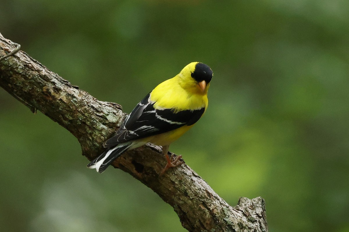 American Goldfinch - ML620607049