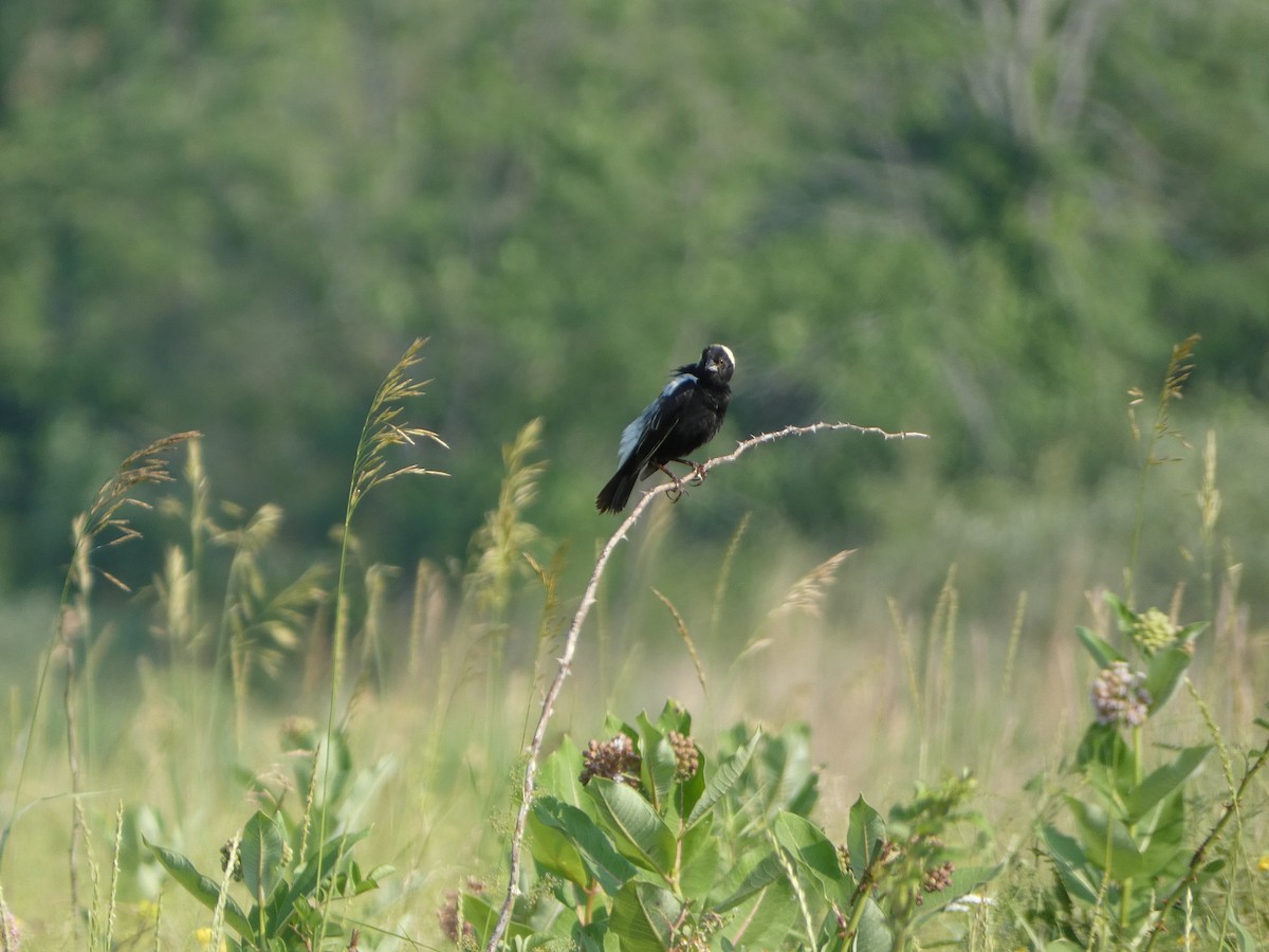 Bobolink - ML620607050