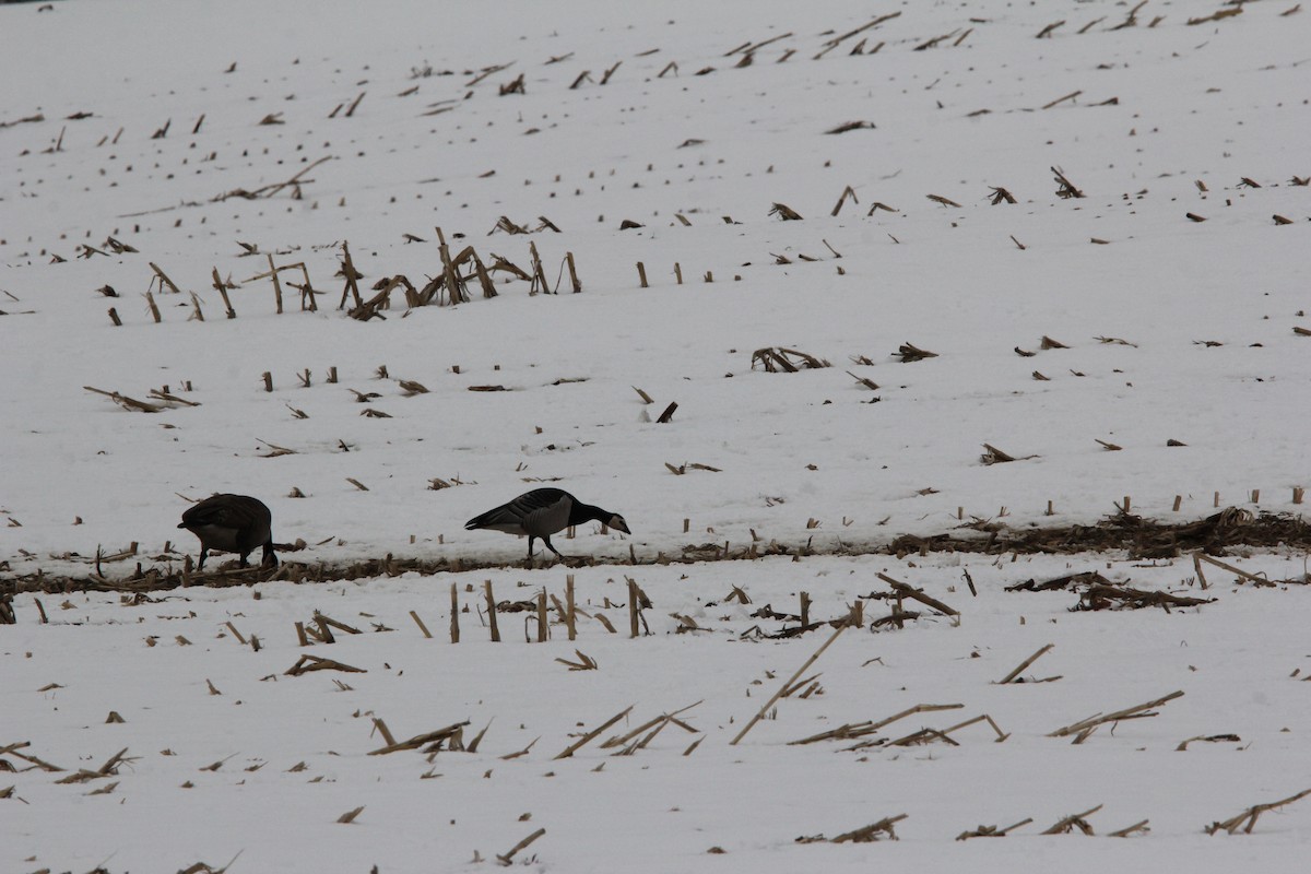 Barnacle Goose - ML620607052