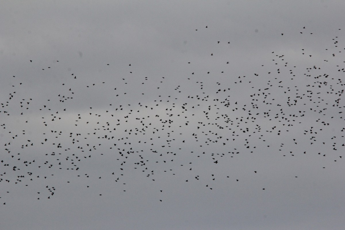 European Starling - ML620607062