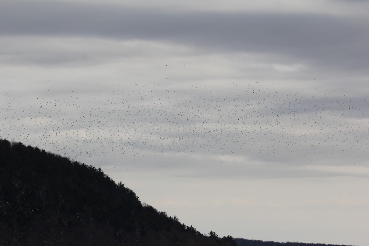 European Starling - ML620607064