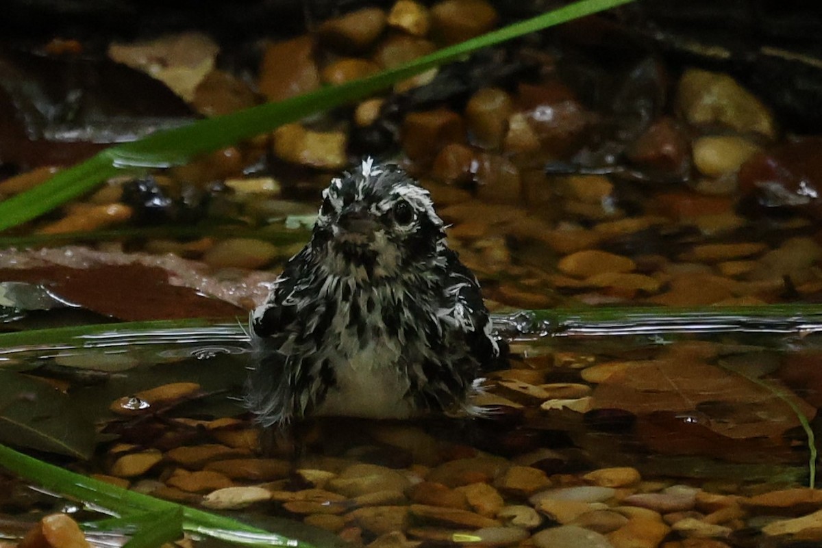 Black-and-white Warbler - Duane Yarbrough