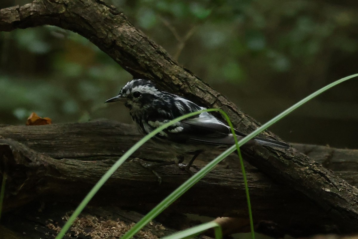 Paruline noir et blanc - ML620607071