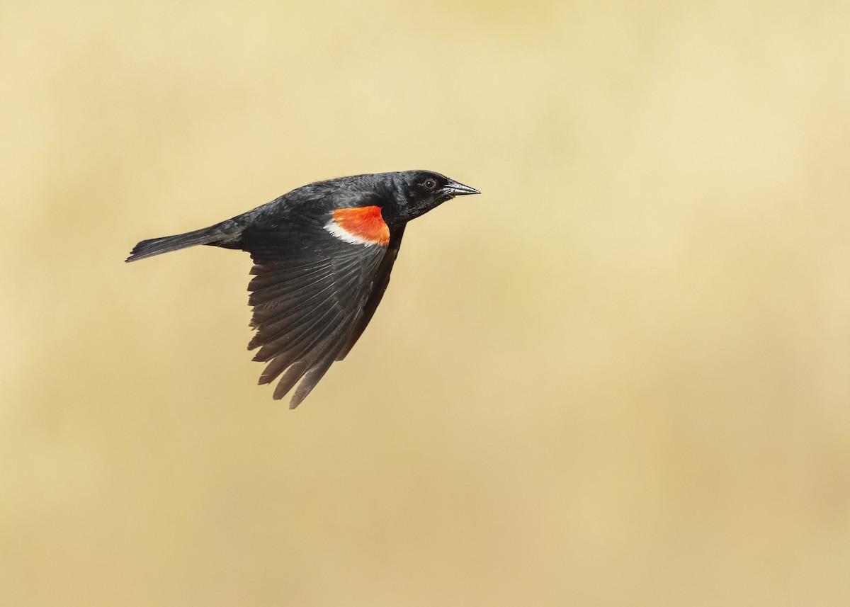 Tricolored Blackbird - ML620607072