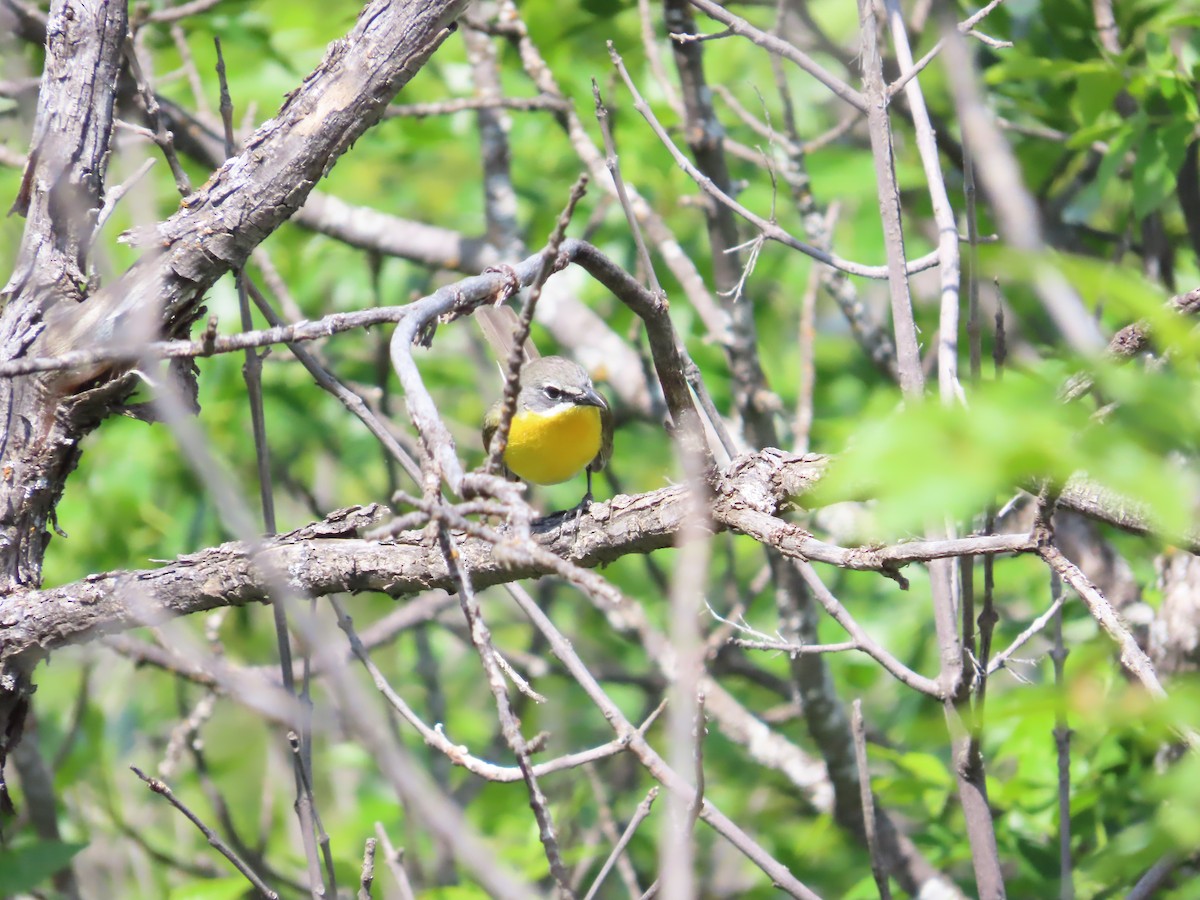 Yellow-breasted Chat - ML620607074