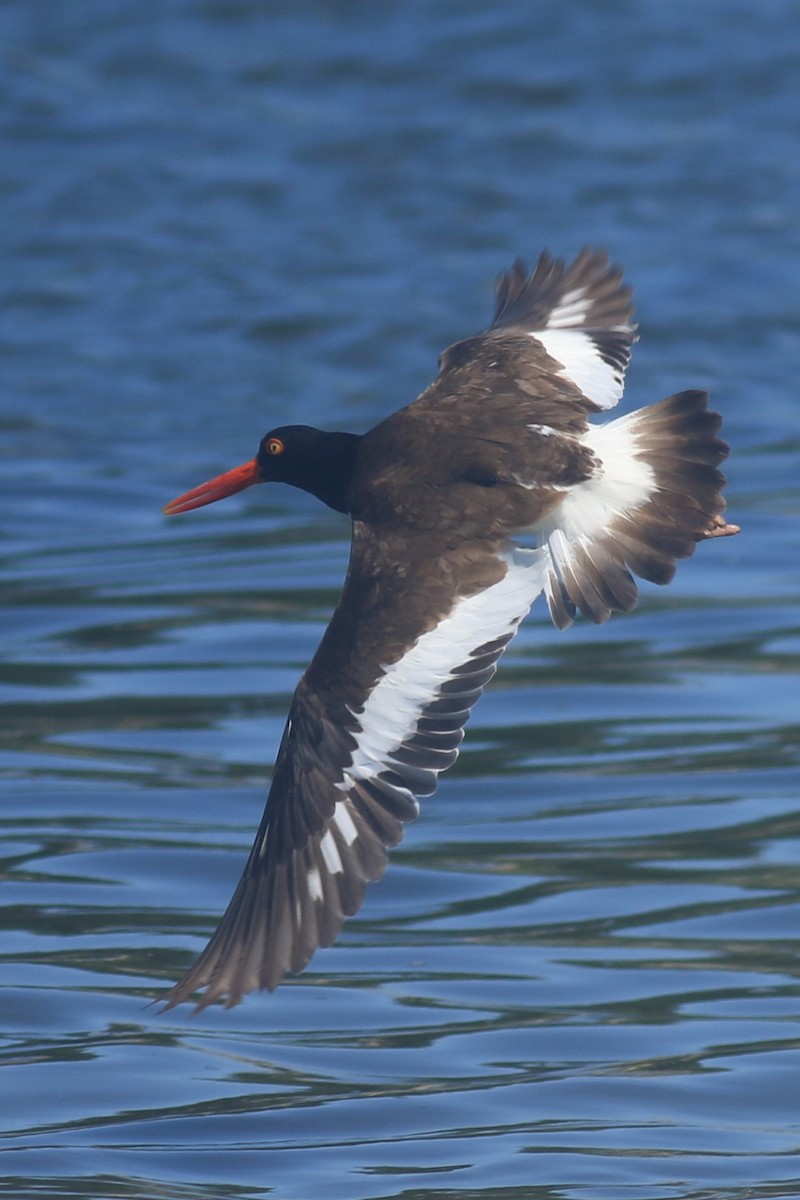 American Oystercatcher - ML620607080