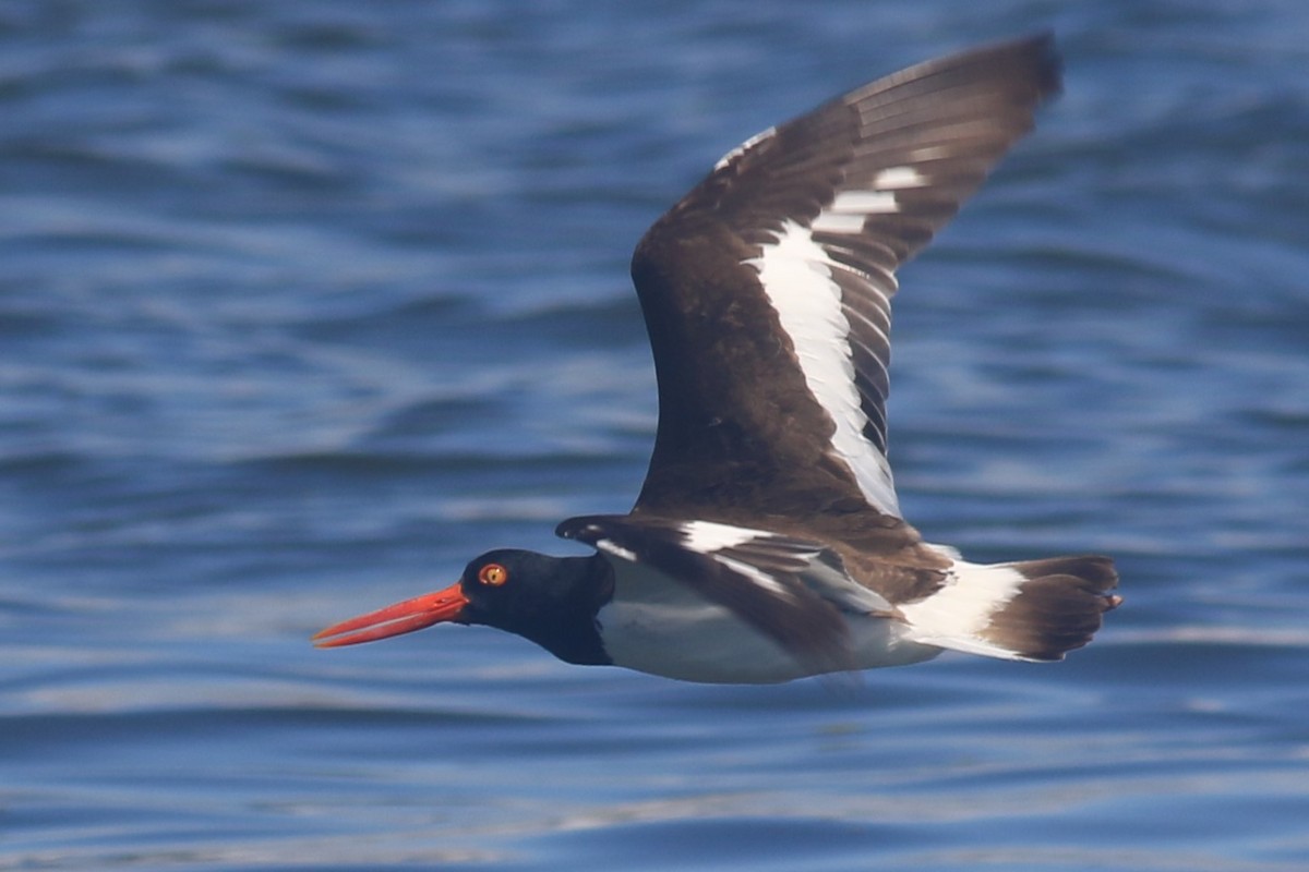 American Oystercatcher - ML620607083