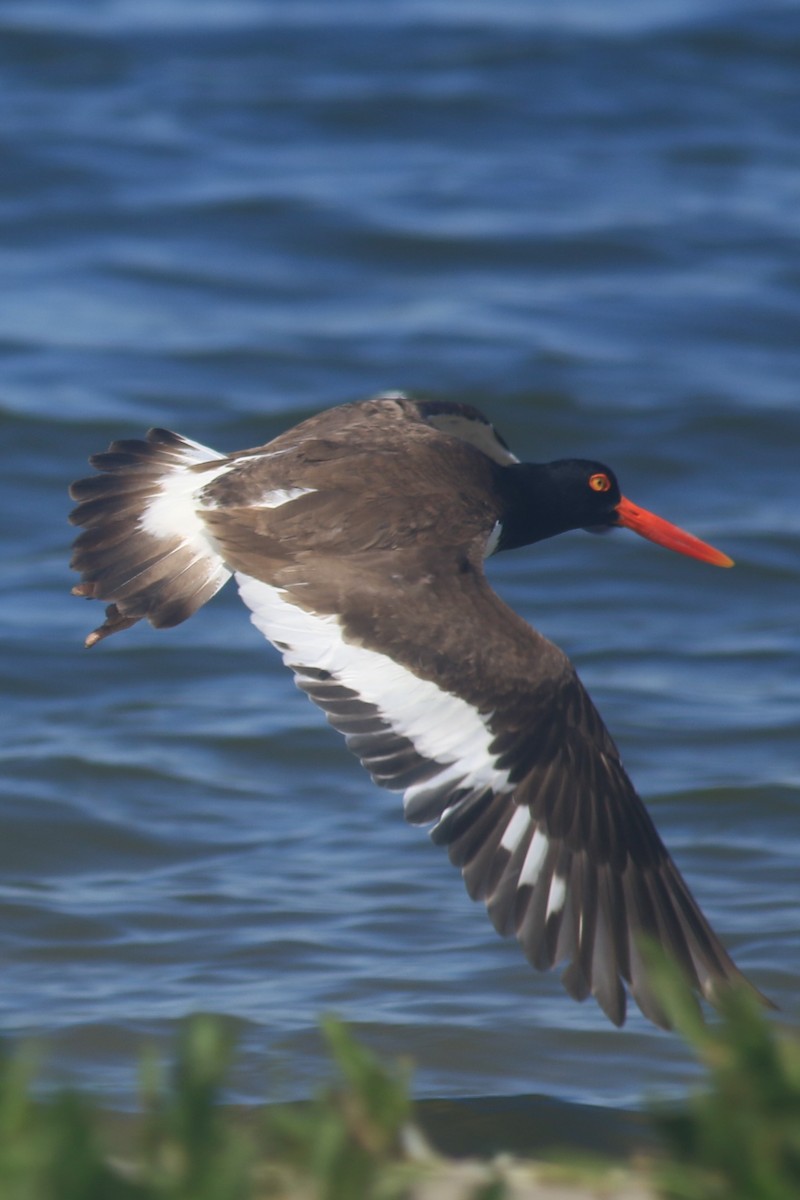 American Oystercatcher - ML620607084