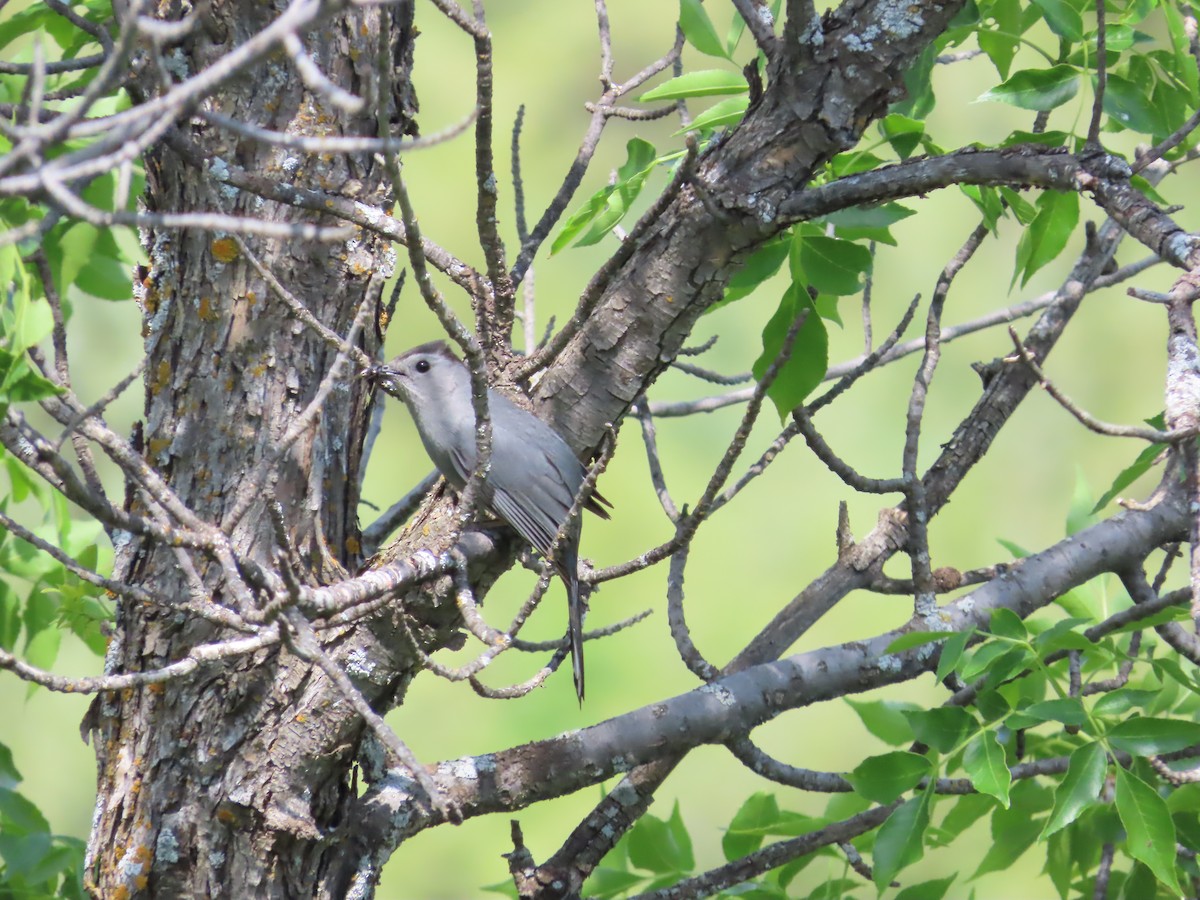 Gray Catbird - ML620607088