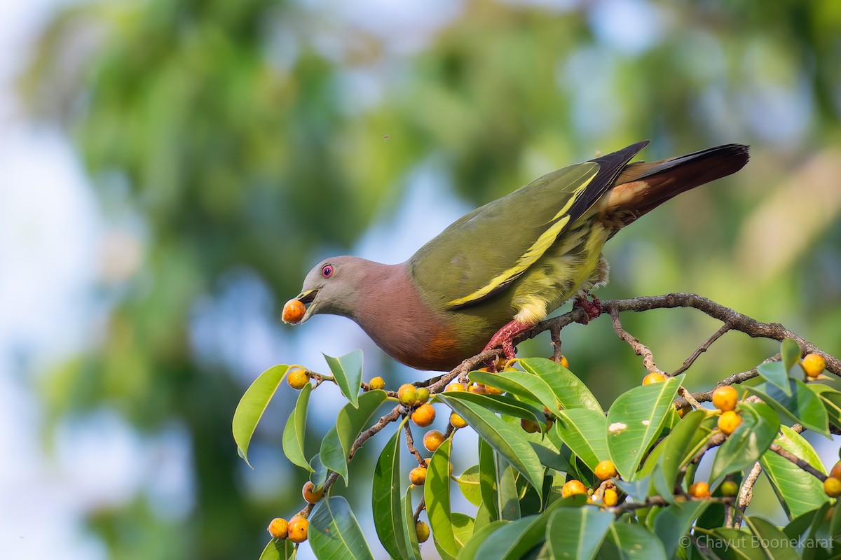 Pink-necked Green-Pigeon - Chayut Boonekarat