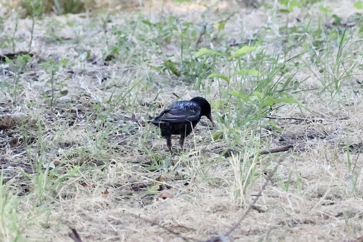 European Starling - ML620607093