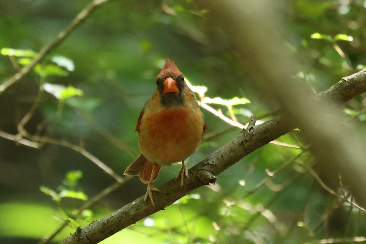 Northern Cardinal - Duane Yarbrough