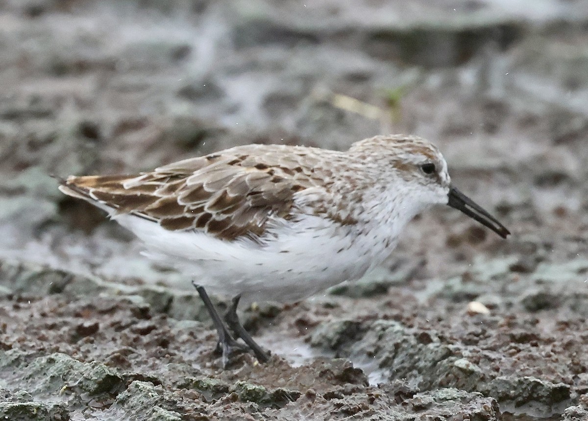 Semipalmated Sandpiper - ML620607100