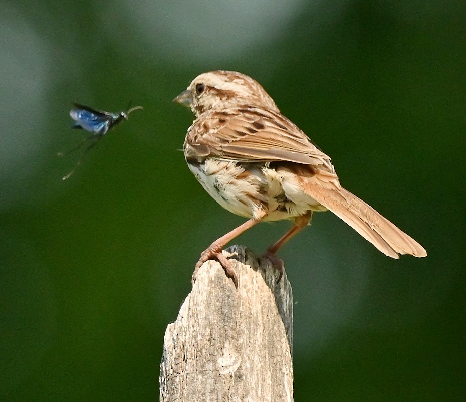 Song Sparrow - ML620607104