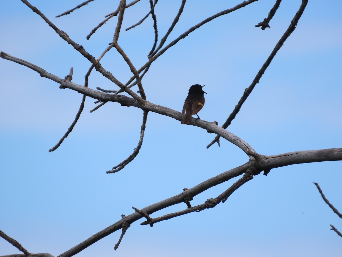 American Redstart - ML620607105