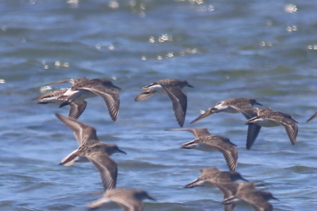 White-rumped Sandpiper - ML620607107