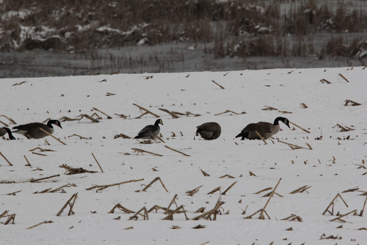 Barnacle Goose - ML620607108