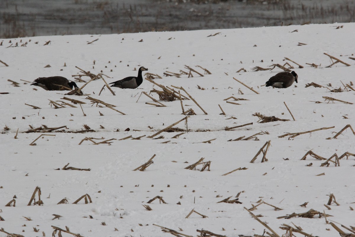 Barnacle Goose - ML620607109