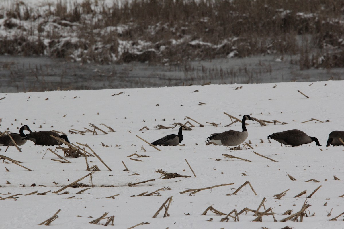 Barnacle Goose - ML620607113