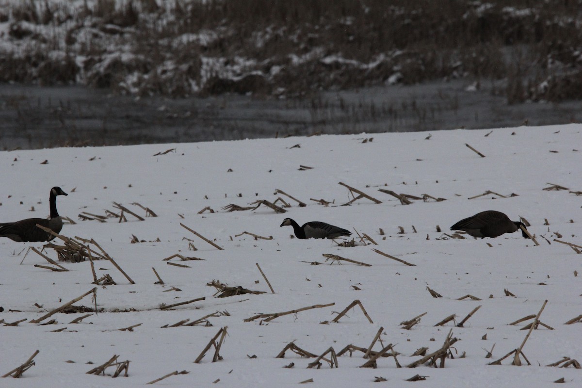 Barnacle Goose - ML620607117