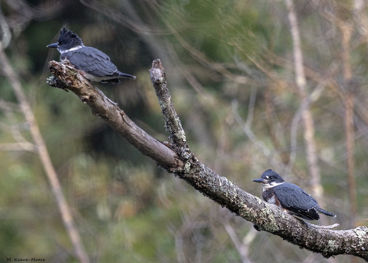 Belted Kingfisher - ML620607119