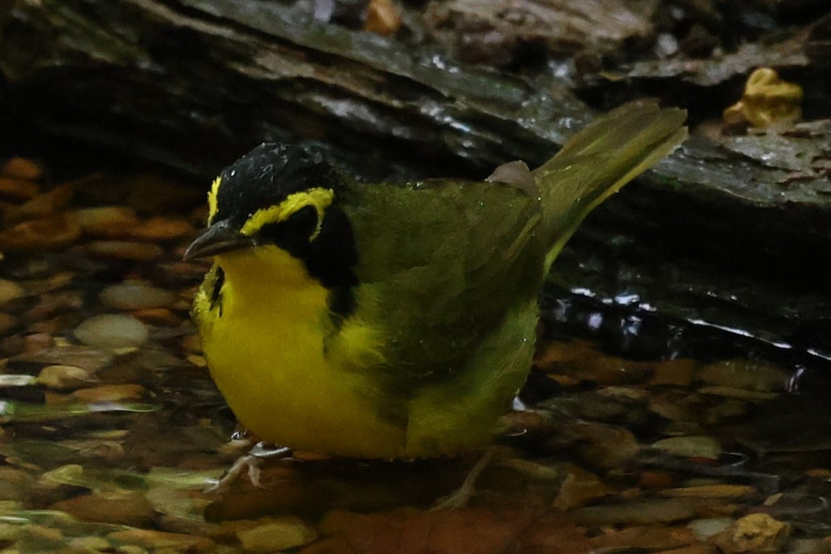 Kentucky Warbler - ML620607120