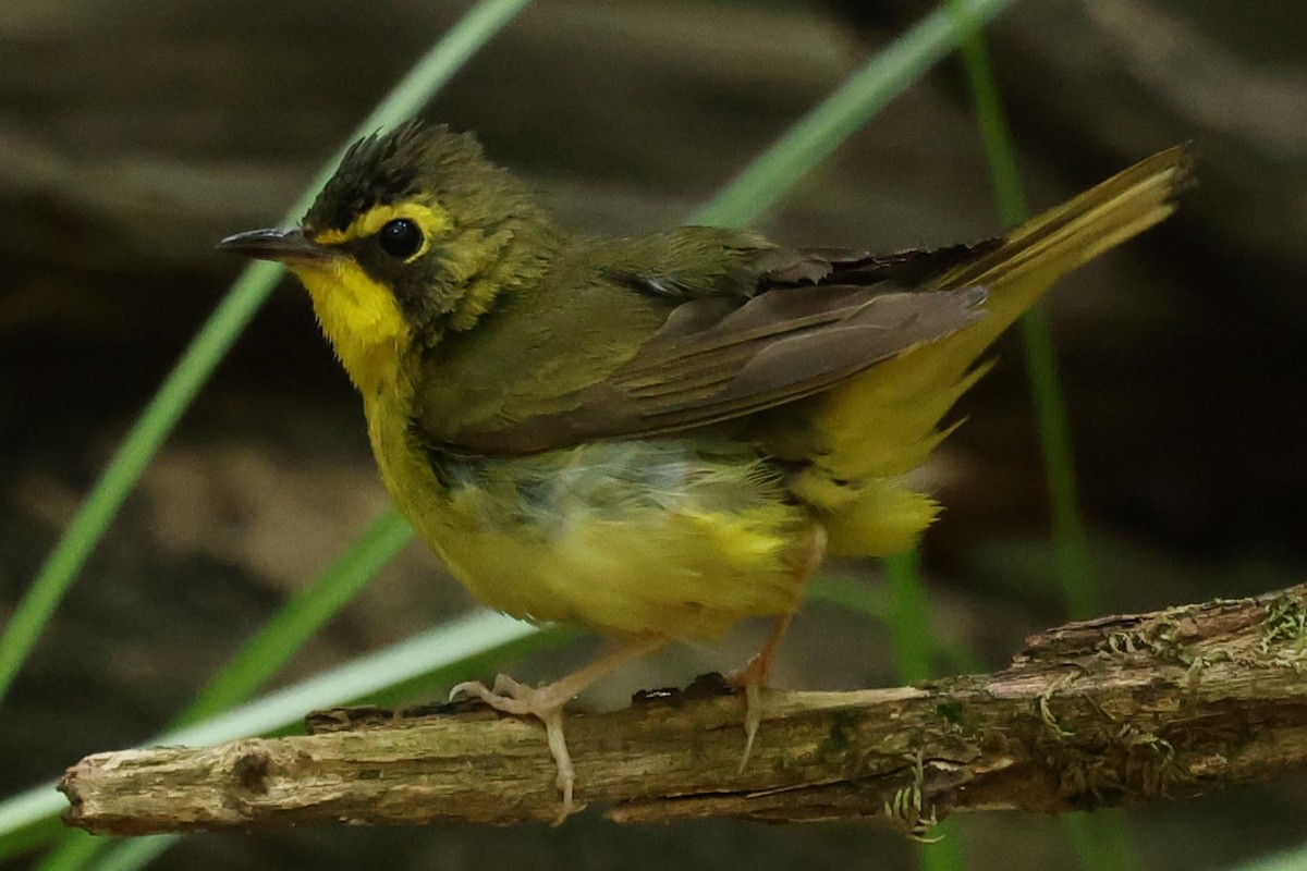 Kentucky Warbler - ML620607121