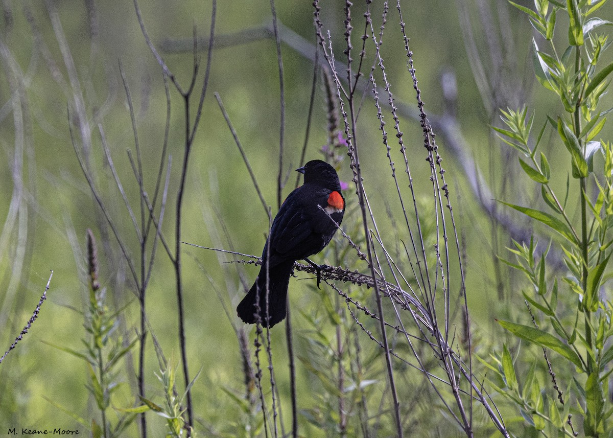 Red-winged Blackbird - ML620607127