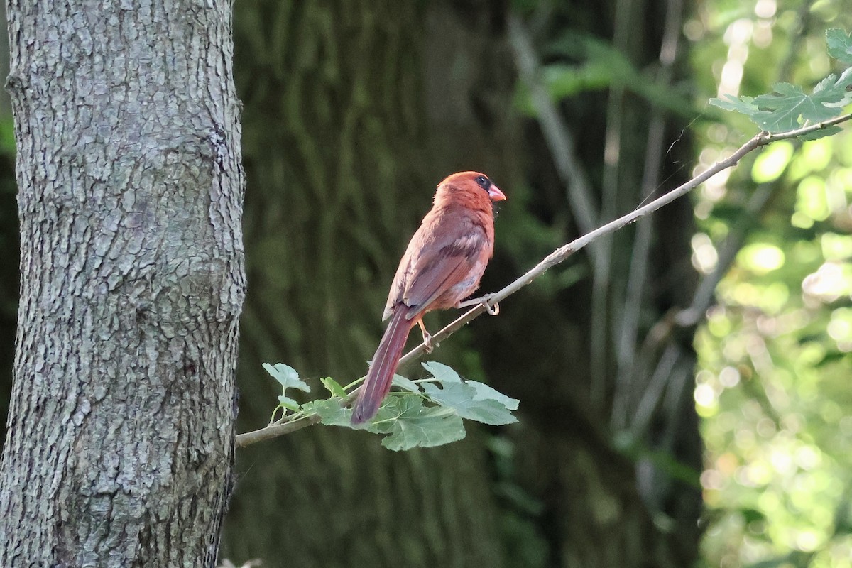 Cardinal rouge - ML620607128